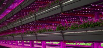 The Legal Cannabis Industry and California LightWorks LED Grow Lights