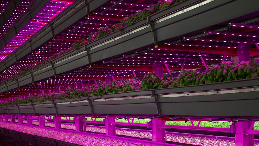 The Legal Cannabis Industry and California LightWorks LED Grow Lights