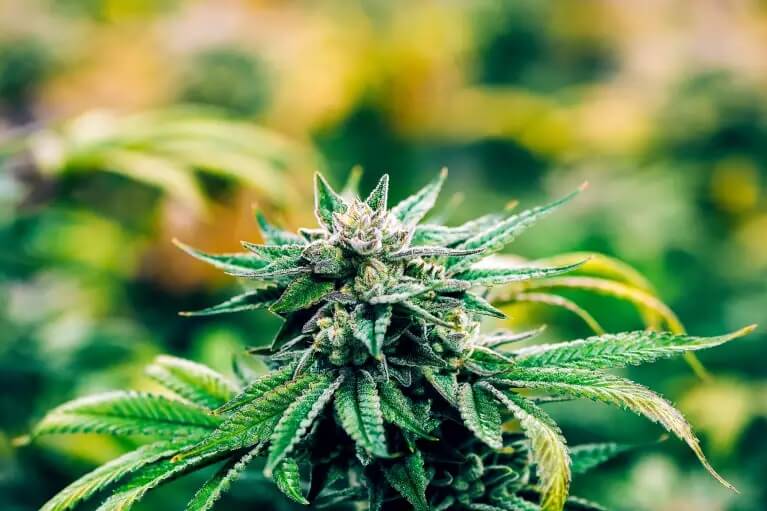 The Economic Benefits of Cannabis